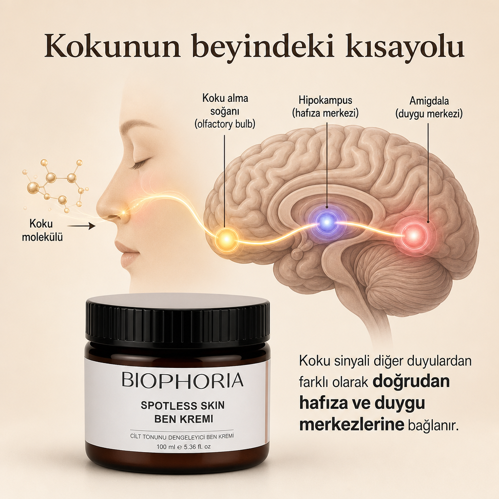 Koku molekülünün burundan beyne, koku soğanı üzerinden hafıza ve duygu merkezlerine ulaştığını gösteren kavramsal diyagram
