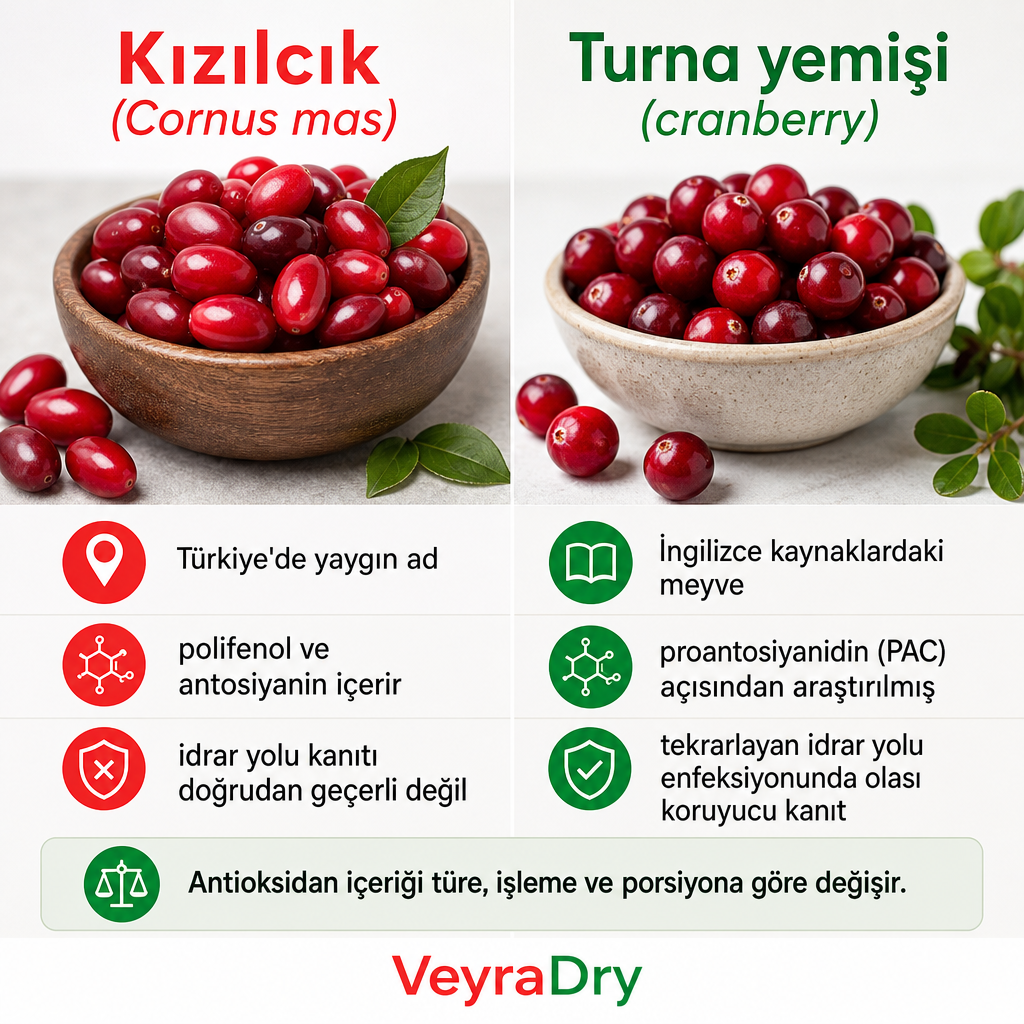 Kızılcık ile turna yemişini ad ve kanıt açısından karşılaştıran iki sütunlu bilgi grafiği.